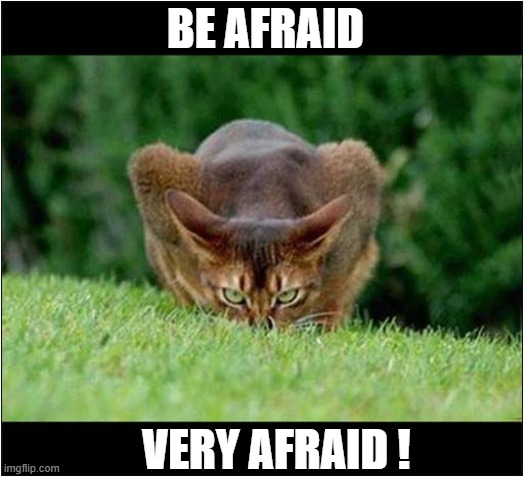 Running Would Be A Good Idea ! | BE AFRAID; VERY AFRAID ! | image tagged in cats,stalking,be afraid | made w/ Imgflip meme maker