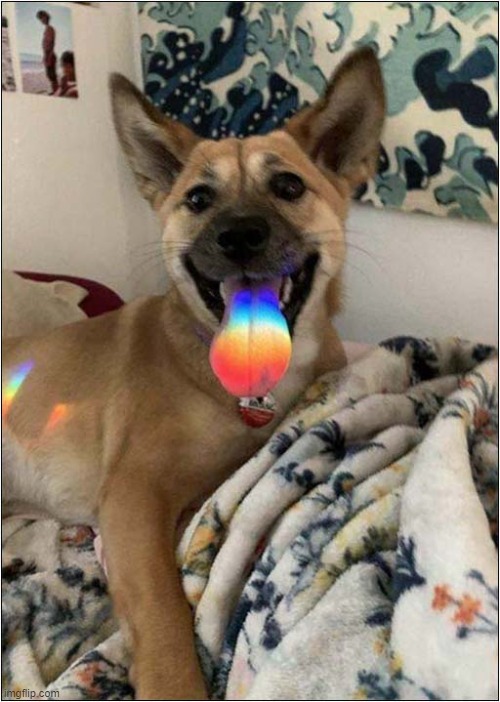 Taste The Rainbow ! | image tagged in dogs,spectrum,taste the rainbow | made w/ Imgflip meme maker