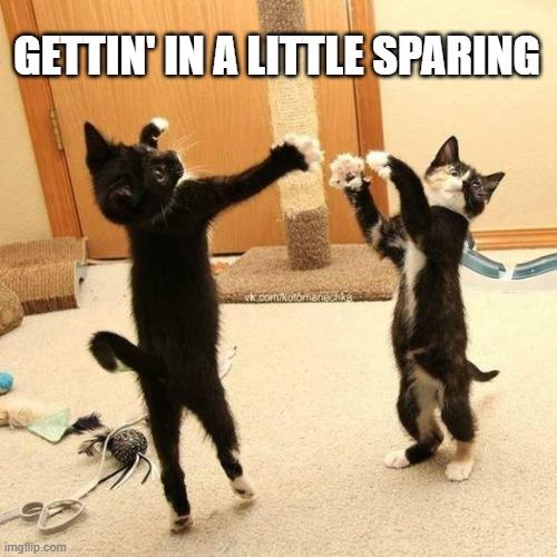 memes by Brad - My cat likes boxing and sparing | GETTIN' IN A LITTLE SPARING | image tagged in cats,funny,boxing,funny cat memes,humor,kittens | made w/ Imgflip meme maker