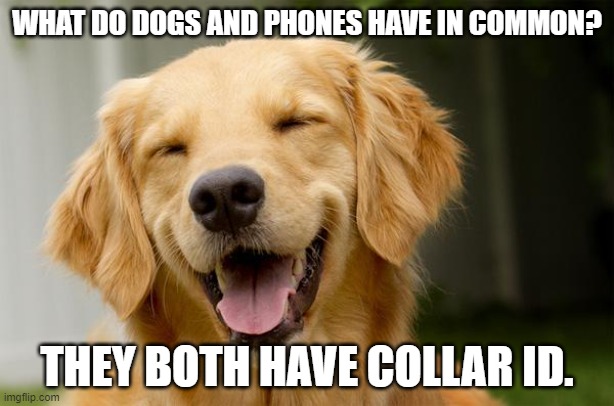 Daily Bad Dad Joke June 20, 2024 | WHAT DO DOGS AND PHONES HAVE IN COMMON? THEY BOTH HAVE COLLAR ID. | image tagged in happy dog | made w/ Imgflip meme maker