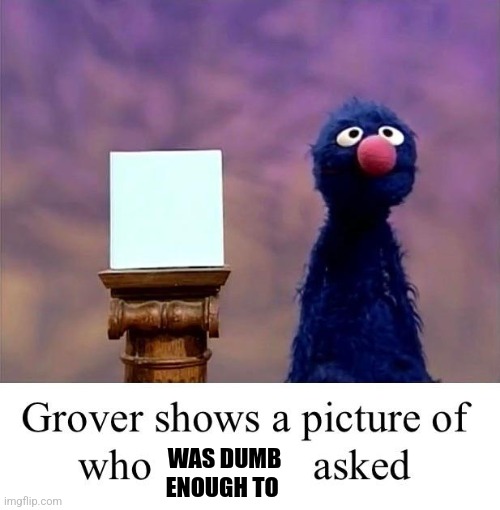 Grover: Who Asked | WAS DUMB ENOUGH TO | image tagged in grover who asked | made w/ Imgflip meme maker
