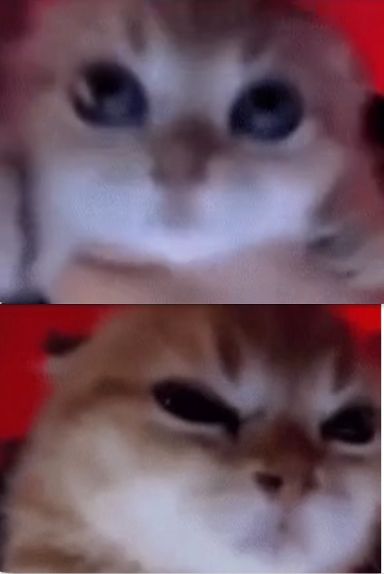 Happy cat angry cat Blank Meme Template