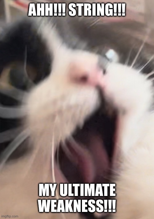 Cute tuxie | AHH!!! STRING!!! MY ULTIMATE WEAKNESS!!! | image tagged in cats | made w/ Imgflip meme maker