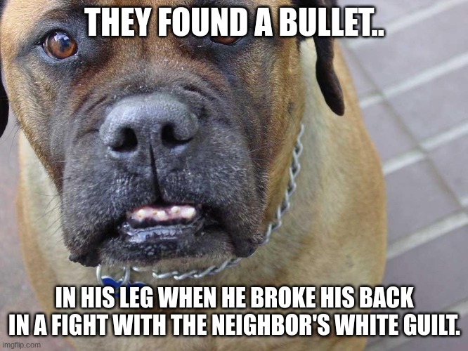 Bullies. | THEY FOUND A BULLET.. IN HIS LEG WHEN HE BROKE HIS BACK IN A FIGHT WITH THE NEIGHBOR'S WHITE GUILT. | image tagged in look | made w/ Imgflip meme maker