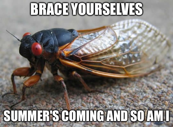 Cicada | BRACE YOURSELVES; SUMMER'S COMING AND SO AM I | image tagged in cicada | made w/ Imgflip meme maker