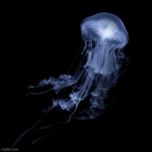 JELLYFISH | image tagged in gifs | made w/ Imgflip images-to-gif maker