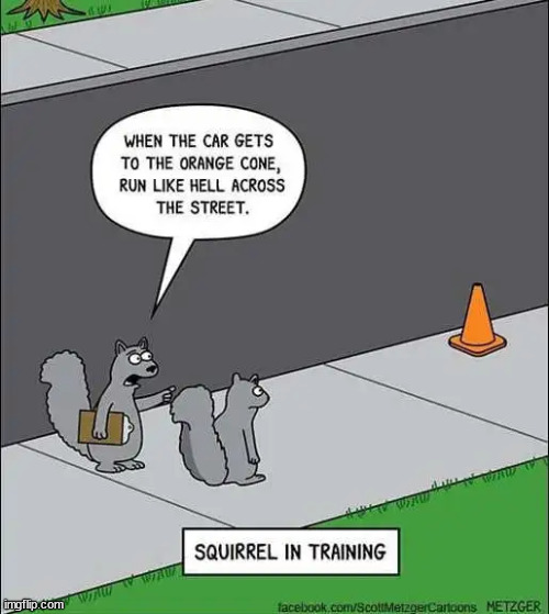 They forgot the caution sign | image tagged in repost,squirrel,in training | made w/ Imgflip meme maker