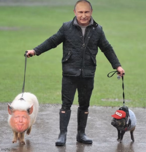 putin's bitches | image tagged in putin,maga cult,donald trump is an idiot,maga morons,clown car republicans,pigs | made w/ Imgflip meme maker