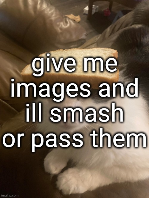 freaky edition | give me images and ill smash or pass them | image tagged in bread cat | made w/ Imgflip meme maker