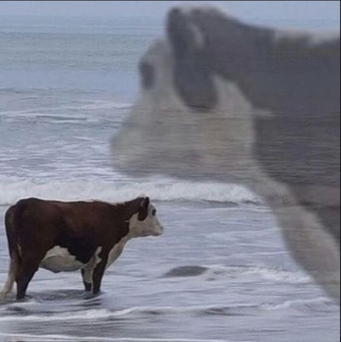 Sad Cow Blank Meme Template