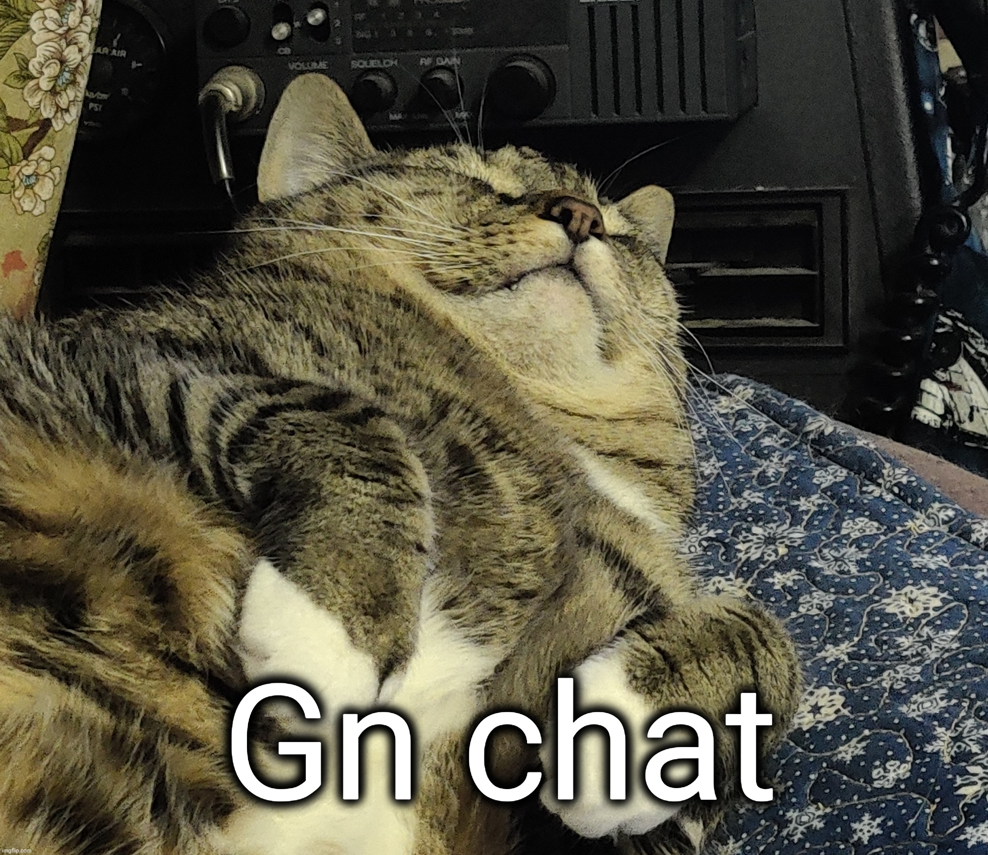 Sorta old picture of my cat because why not | Gn chat | made w/ Imgflip meme maker