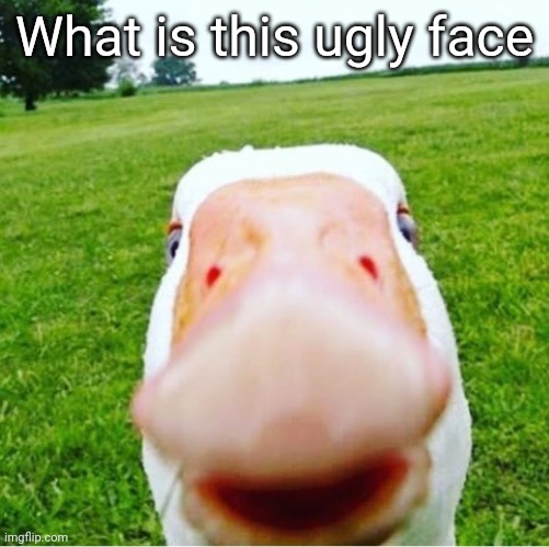 DUCK! | What is this ugly face | image tagged in duck | made w/ Imgflip meme maker