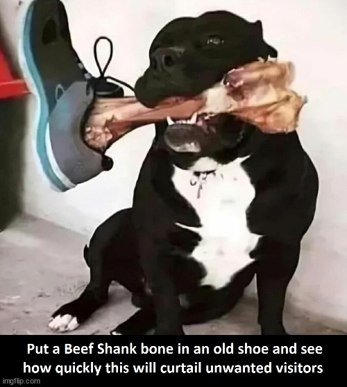 The leg bone's connect to the... Oh $#%&! | image tagged in dogs,funny meme,funny | made w/ Imgflip meme maker