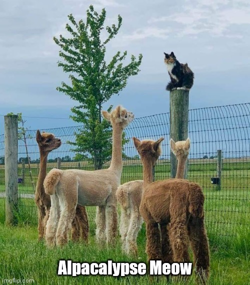 Alpacalypse Meow | Alpacalypse Meow | image tagged in funny | made w/ Imgflip meme maker