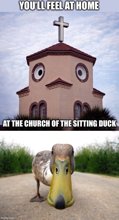 Church | YOU’LL FEEL AT HOME; AT THE CHURCH OF THE SITTING DUCK | image tagged in duck | made w/ Imgflip meme maker