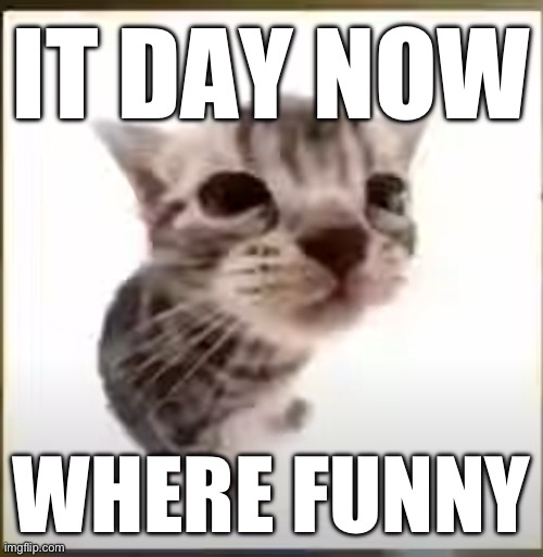 El Gatito | IT DAY NOW; WHERE FUNNY | image tagged in el gatito | made w/ Imgflip meme maker