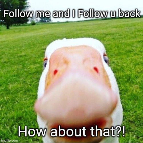 DUCK! | Follow me and I Follow u back; How about that?! | image tagged in duck | made w/ Imgflip meme maker