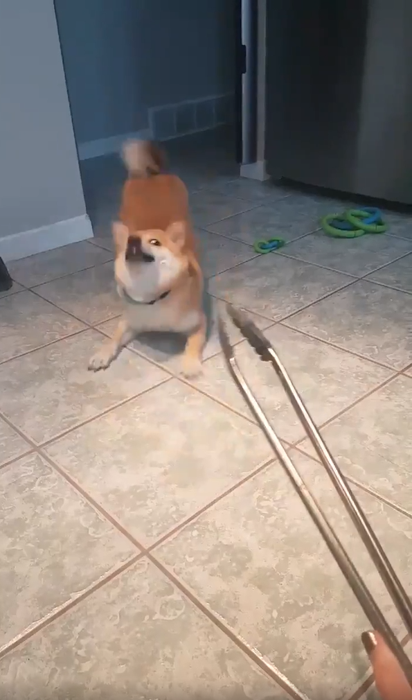 High Quality Dog and Tongs Blank Meme Template