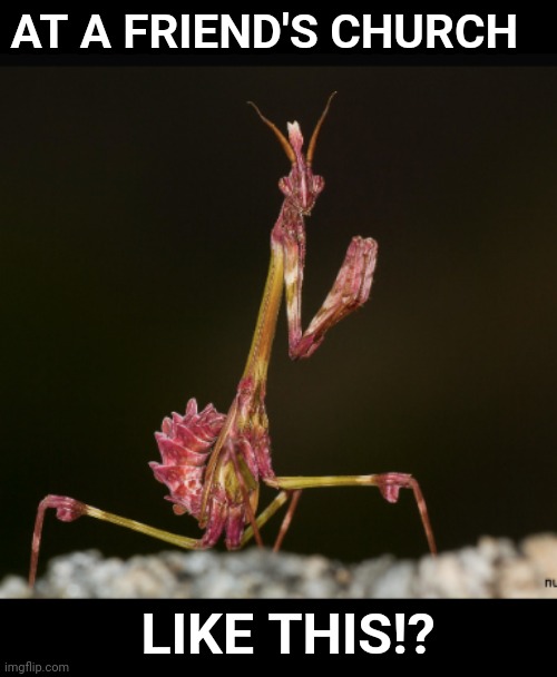 Let Us Pray | AT A FRIEND'S CHURCH; LIKE THIS!? | image tagged in mantis,praying mantis | made w/ Imgflip meme maker