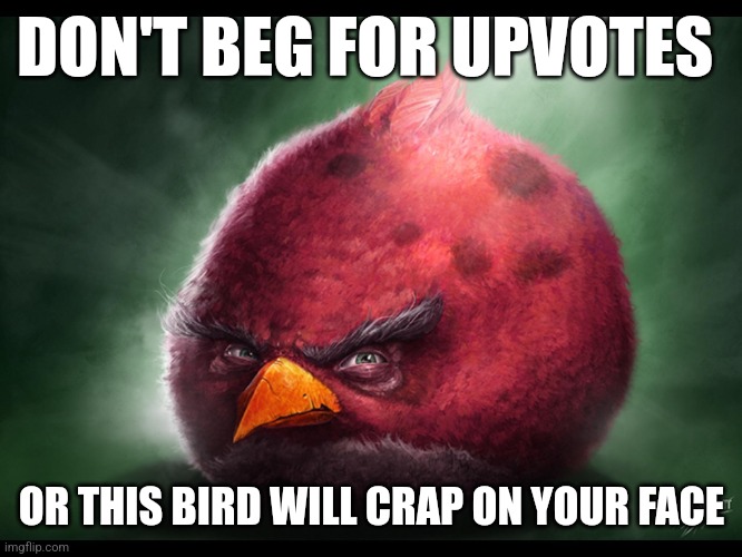 Realistic Angry Bird (big red) | DON'T BEG FOR UPVOTES; OR THIS BIRD WILL CRAP ON YOUR FACE | image tagged in realistic angry bird big red | made w/ Imgflip meme maker