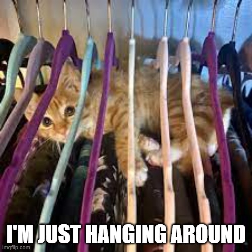 memes by Brad - Cute kitten is just hanging around | I'M JUST HANGING AROUND | image tagged in funny,cats,cute kitten,kitten,humor,funny cat | made w/ Imgflip meme maker