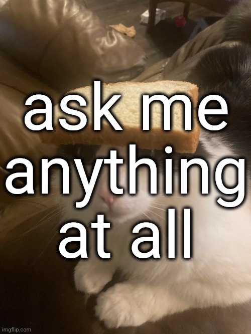 Yeah! | ask me anything at all | image tagged in bread cat | made w/ Imgflip meme maker
