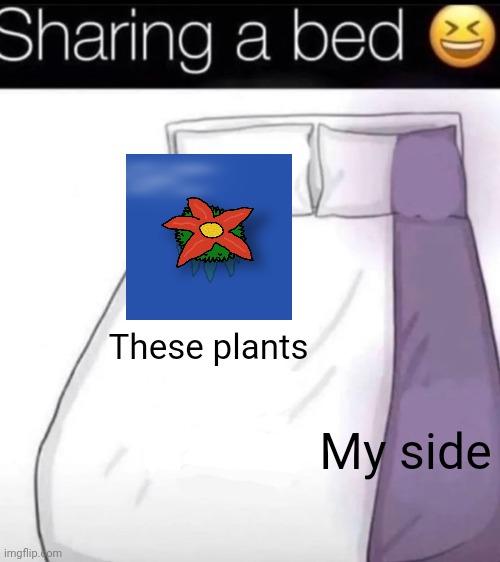 These plants; My side | image tagged in sharing a bed | made w/ Imgflip meme maker