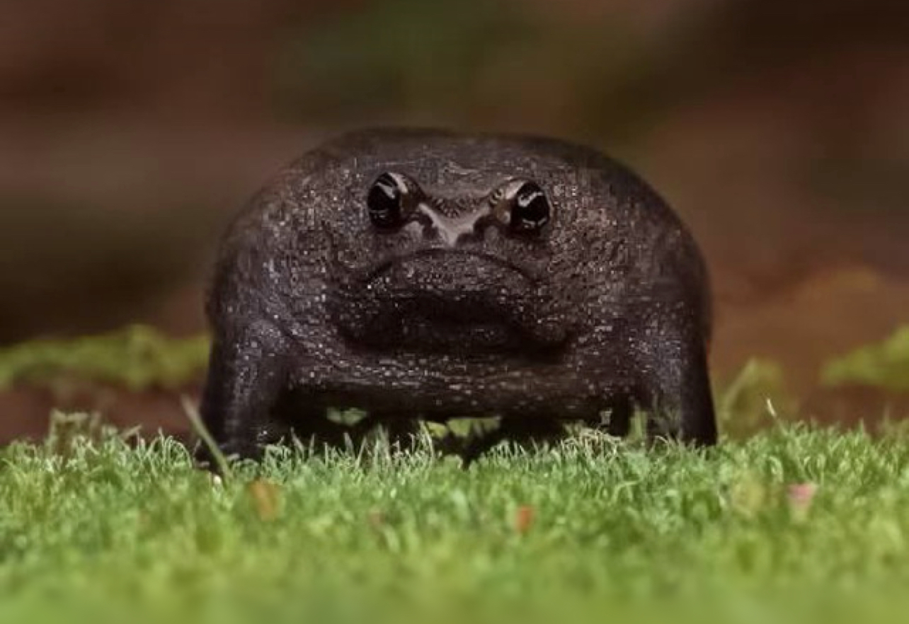 Frog on Sol Blank Meme Template