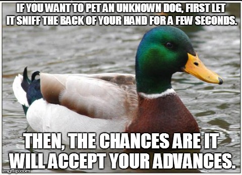 How to Stroke an Unknown Dog | IF YOU WANT TO PET AN UNKNOWN DOG, FIRST LET IT SNIFF THE BACK OF YOUR HAND FOR A FEW SECONDS. THEN, THE CHANCES ARE IT WILL ACCEPT YOUR ADV | image tagged in memes,actual advice mallard,dogs,pets,doge,petting | made w/ Imgflip meme maker