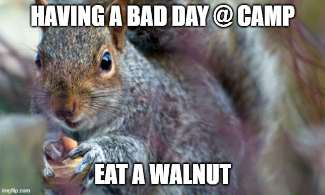 Camp walnut eat one | HAVING A BAD DAY @ CAMP; EAT A WALNUT | image tagged in squirrel with nut | made w/ Imgflip meme maker