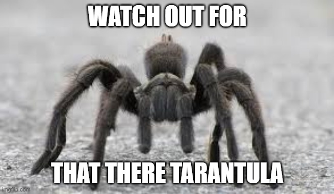 Tarantula | WATCH OUT FOR; THAT THERE TARANTULA | image tagged in tarantula | made w/ Imgflip meme maker