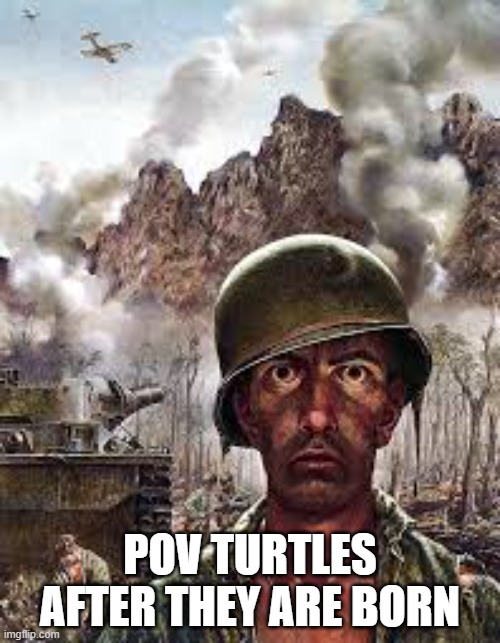 Thousand Yard Stare | POV TURTLES AFTER THEY ARE BORN | image tagged in thousand yard stare | made w/ Imgflip meme maker