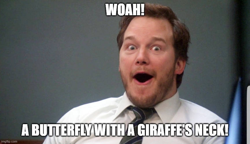 Wow face | WOAH! A BUTTERFLY WITH A GIRAFFE'S NECK! | image tagged in wow face | made w/ Imgflip meme maker