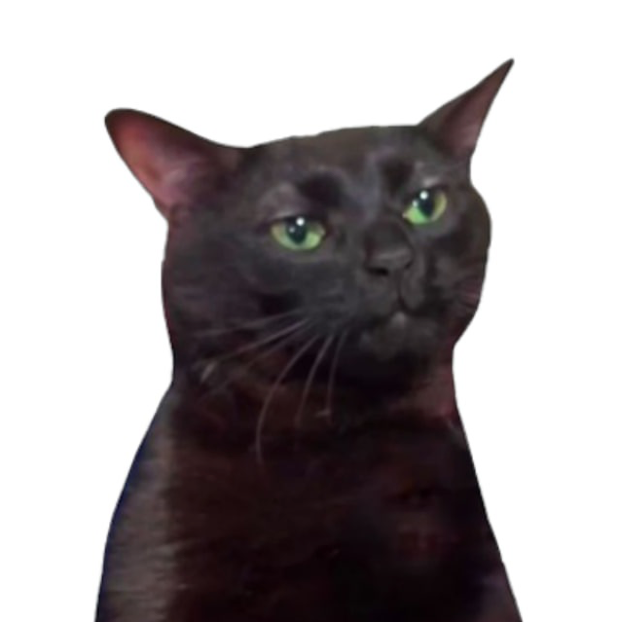 High Quality $ZOZO the zoned out cat Blank Meme Template