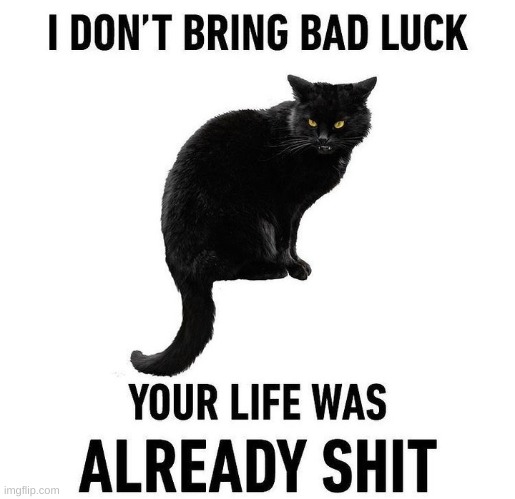 image tagged in cat,truth,real life,life lessons,black cat,wisdom | made w/ Imgflip meme maker