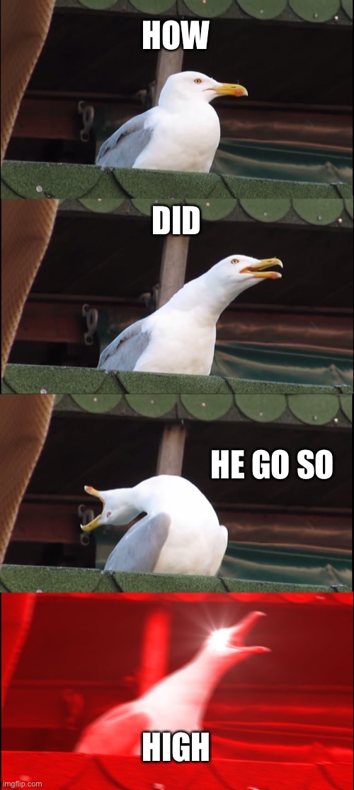 Inhaling Seagull Meme | HOW DID HE GO SO HIGH | image tagged in memes,inhaling seagull | made w/ Imgflip meme maker