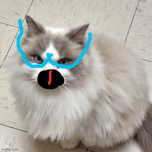 this fucking cat | made w/ Imgflip meme maker