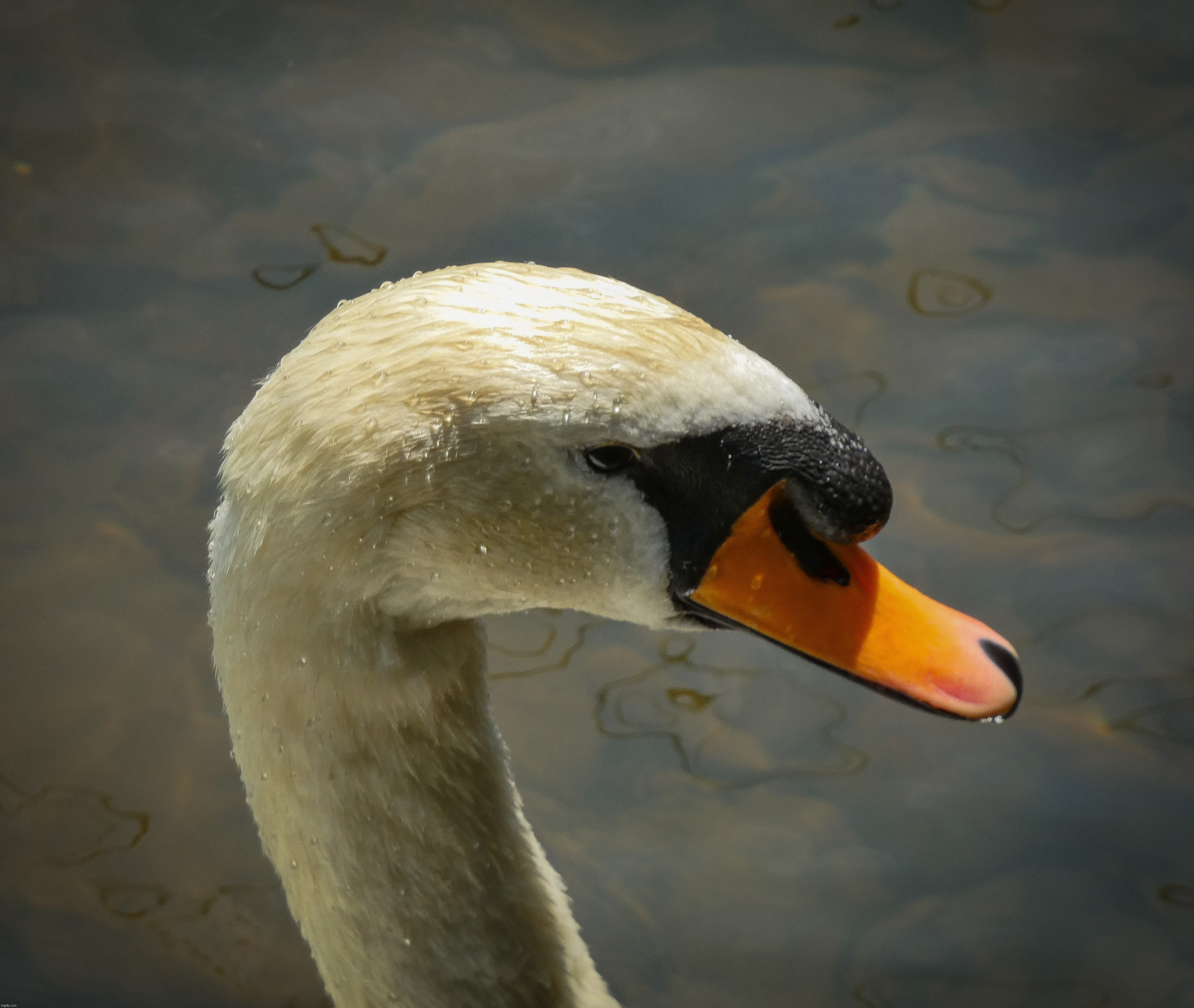 I went to Knoebels Amusement Park in central PA on Wednesday, and I took this photo of a beautiful Mute Swan | image tagged in share your own photos,photography,swan | made w/ Imgflip meme maker