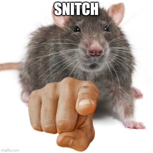 RatPointing Alternate | SNITCH | image tagged in ratpointing alternate | made w/ Imgflip meme maker