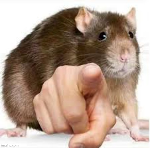 Pointing Rat | image tagged in pointing rat | made w/ Imgflip meme maker