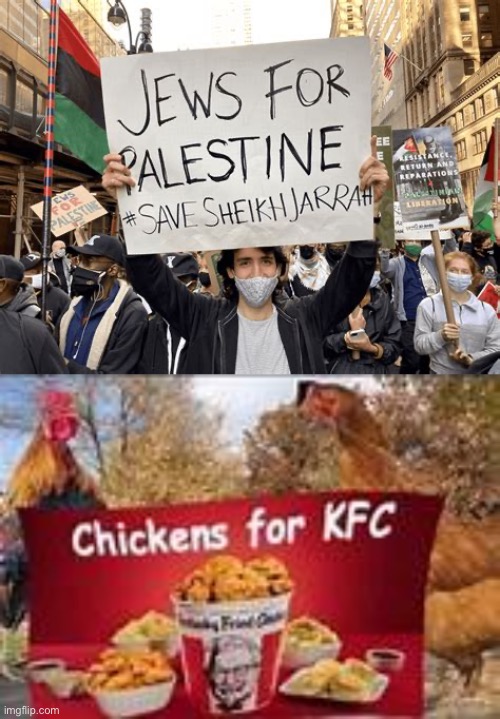 Do they have no clue what the Palestinians want to do to them? | image tagged in chickens for kfc,palestine,jews | made w/ Imgflip meme maker