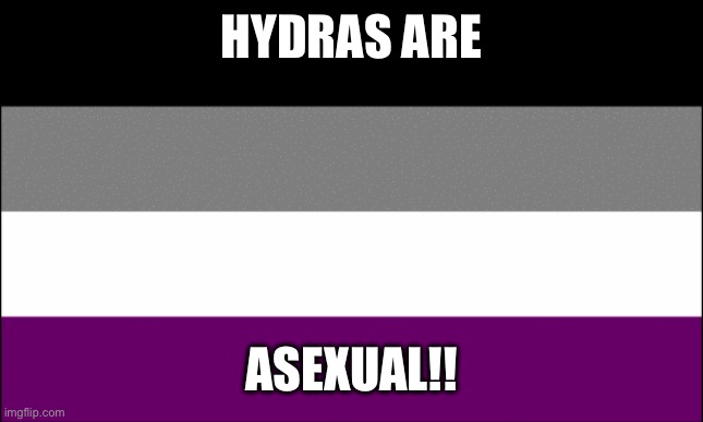 ace flag | HYDRAS ARE ASEXUAL!! | image tagged in ace flag | made w/ Imgflip meme maker