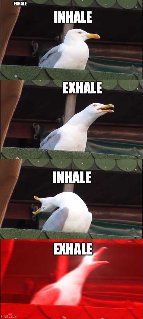 Inhaling Seagull | EXHALE; INHALE; EXHALE; INHALE; EXHALE | image tagged in memes,inhaling seagull | made w/ Imgflip meme maker