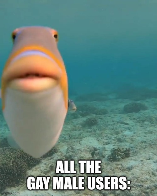 staring fish | ALL THE GAY MALE USERS: | image tagged in staring fish | made w/ Imgflip meme maker