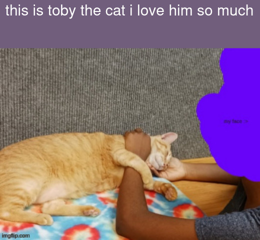 this is toby the cat i love him so much | made w/ Imgflip meme maker