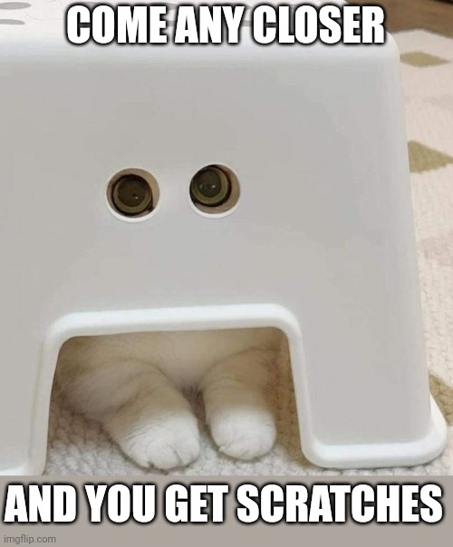 THE STEP STOOL MONSTER | COME ANY CLOSER; AND YOU GET SCRATCHES | image tagged in cats,funny cats | made w/ Imgflip meme maker