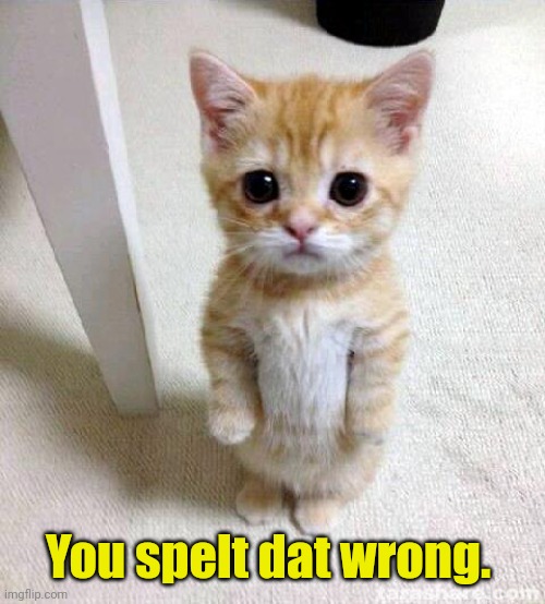 Cute Cat Meme | You spelt dat wrong. | image tagged in memes,cute cat | made w/ Imgflip meme maker