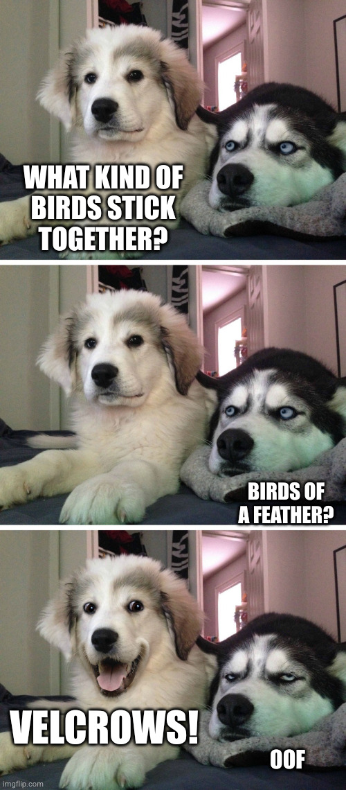 Dad joke time! | WHAT KIND OF
BIRDS STICK
TOGETHER? BIRDS OF A FEATHER? VELCROWS! OOF | image tagged in bad pun dogs | made w/ Imgflip meme maker