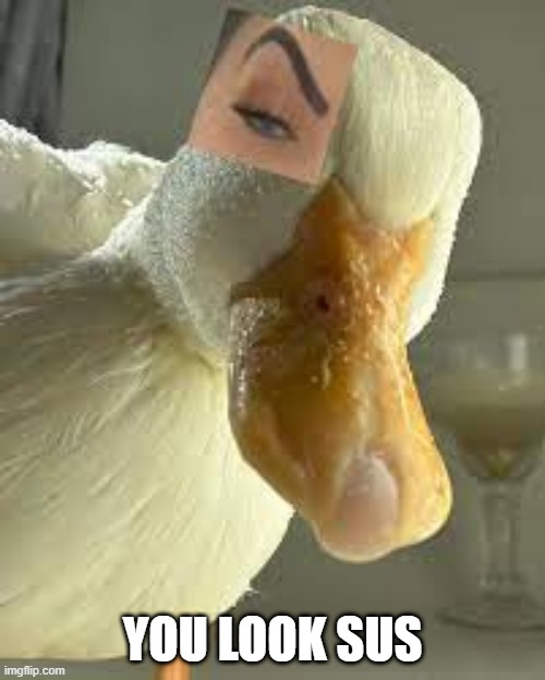 Sus Duck | YOU LOOK SUS | image tagged in ducks | made w/ Imgflip meme maker