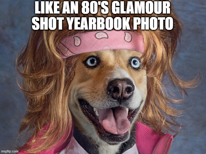 Glamour Dog | LIKE AN 80'S GLAMOUR SHOT YEARBOOK PHOTO | image tagged in dogs | made w/ Imgflip meme maker
